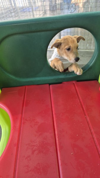 Waffles-Pukekohe Adoption Centre Carousel 7