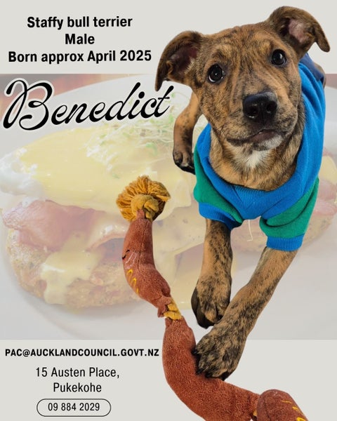 Benedict-Pukekohe Adoption Centre Carousel 1