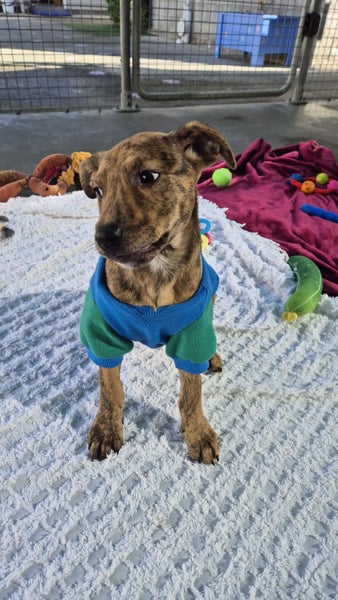 Benedict-Pukekohe Adoption Centre Carousel 8