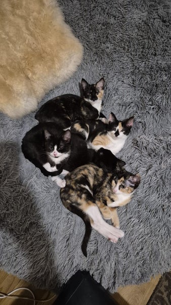 Laurel & Fern - bonded sisters available for adoption Carousel 17