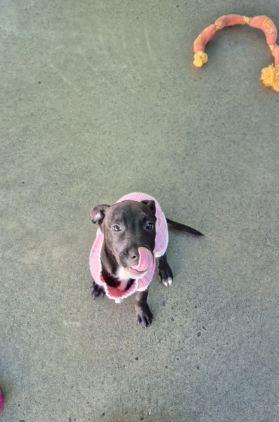 Pikelet-Pukekohe Adoption Centre Carousel 2