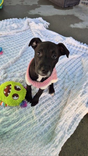 Pikelet-Pukekohe Adoption Centre Carousel 6