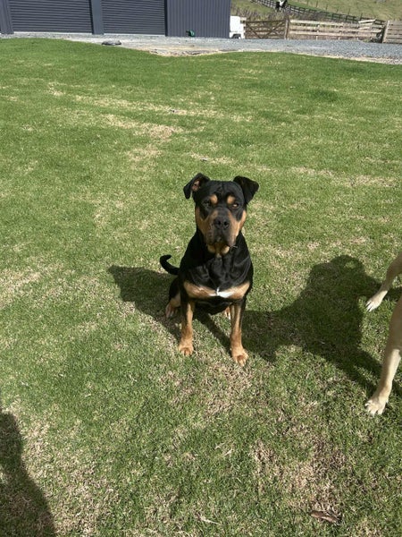 Knox - friendly and healthy pup looking for a new family :) Carousel 1