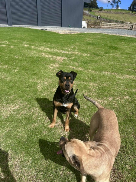 Knox - friendly and healthy pup looking for a new family :) Carousel 2