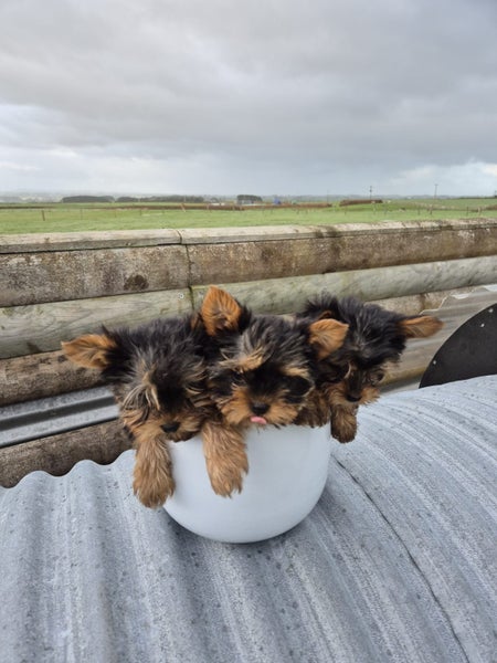 Purebred Yorkie Terriers Carousel 1