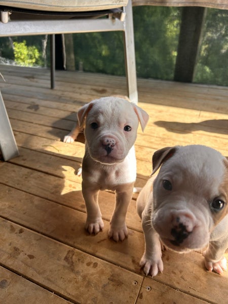 American Bulldog Puppies Carousel 1