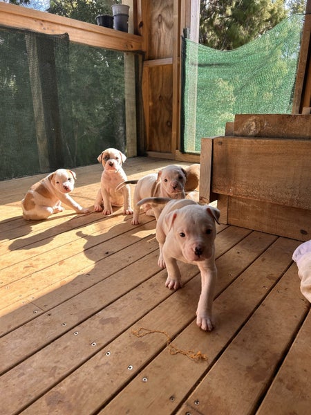 American Bulldog Puppies Carousel 2