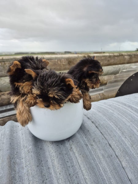Purebred Yorkie Terriers Carousel 1