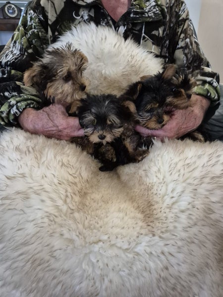 Purebred Yorkie Terriers Carousel 2