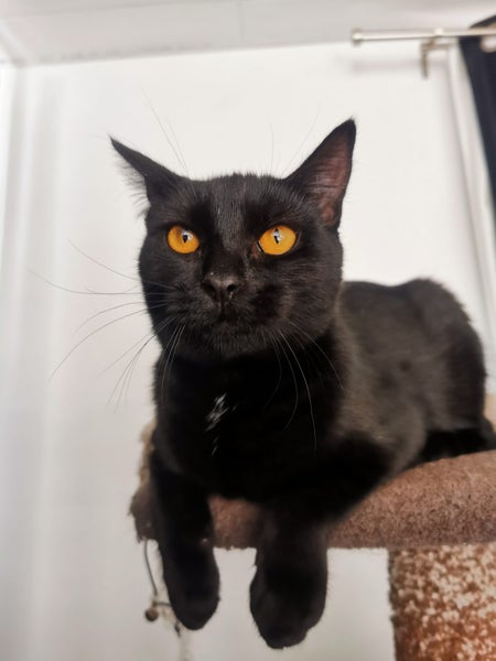 PONYO - KITTEN AVAILABLE FOR ADOPTION - PET WHISPERER RESCUE Carousel 1