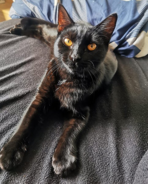 PONYO - KITTEN AVAILABLE FOR ADOPTION - PET WHISPERER RESCUE Carousel 6