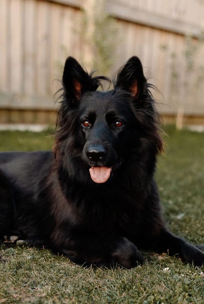 Our beautiful girl Carousel 1