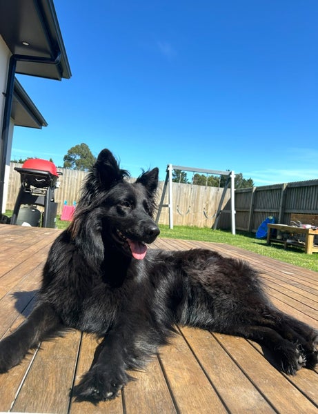 Our beautiful girl Carousel 2