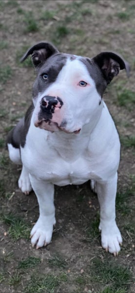 Cleo, American Staffy/ CaneCorso 4 Years Old Carousel 6