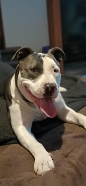 Cleo, American Staffy/ CaneCorso 4 Years Old Carousel 2
