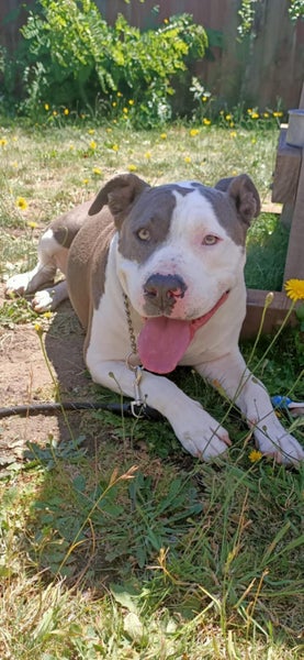 Cleo, American Staffy/ CaneCorso 4 Years Old Carousel 1