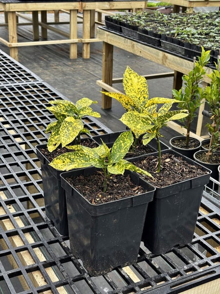 Aucuba Japonica 'Crotonodies' (Spotted Laurel) Carousel 1
