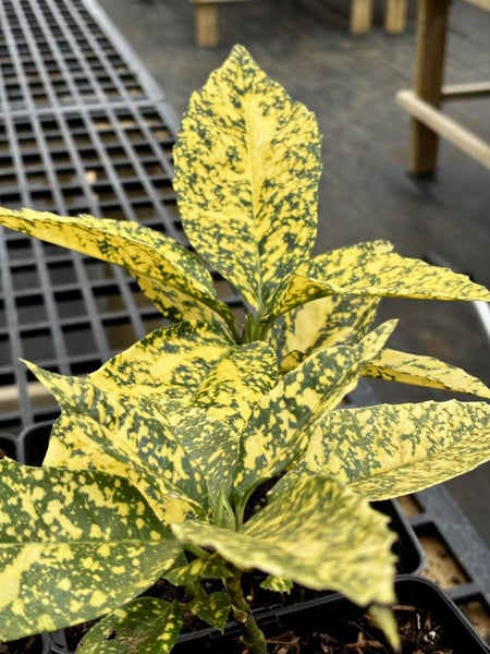 Aucuba Japonica 'Crotonodies' (Spotted Laurel) Carousel 2