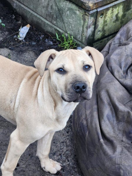 Etta (Ellie's Canine Rescue & Rehome) Carousel 1