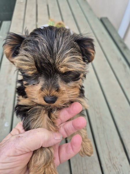 Purebred Yorkie Terriers Carousel 2