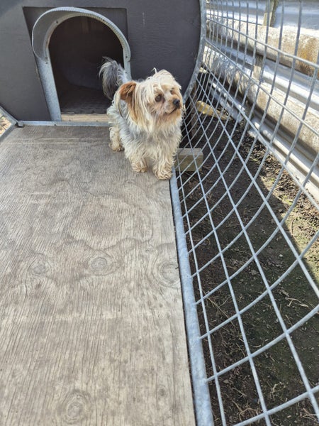 Purebred Yorkie Terriers Carousel 5