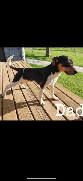 Purebred Miniature Fox Terrier Puppy Carousel 6