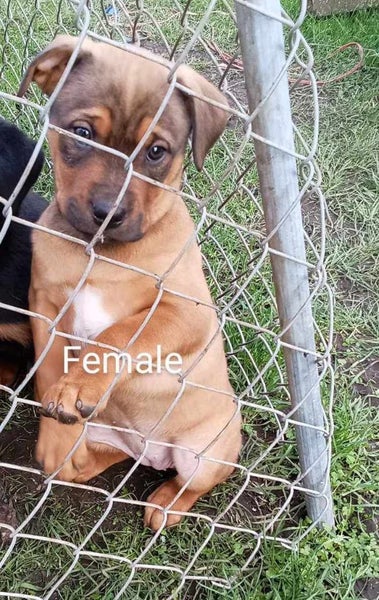 Rottweiler x Carousel 1