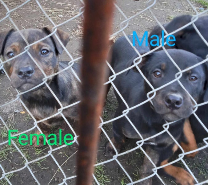 Rottweiler x Carousel 2
