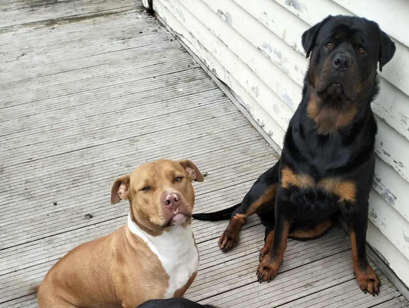 Rottweiler x Carousel 4