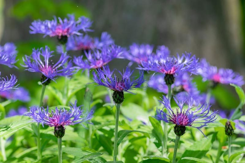 Centaurea montana seeds blue giant sweet sultan Carousel 1
