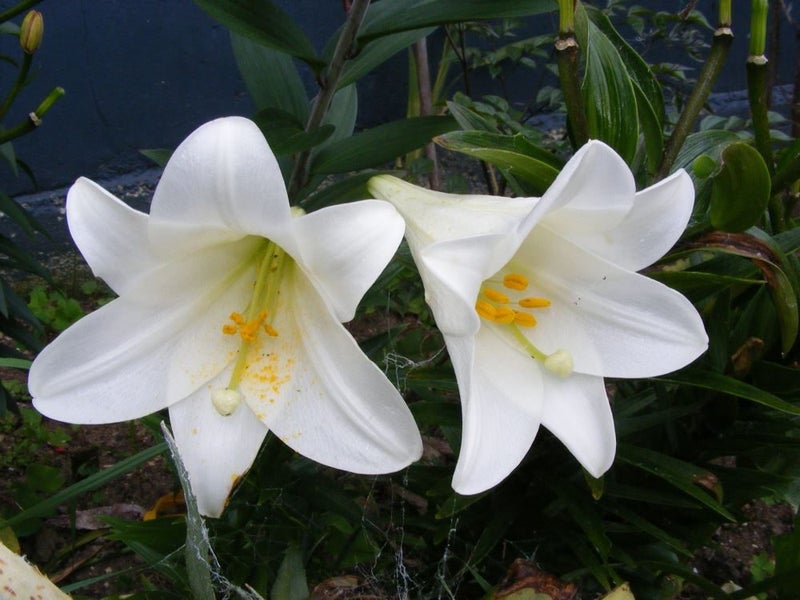 Christmas lilies white gorgeously scented 30 seeds Carousel 1