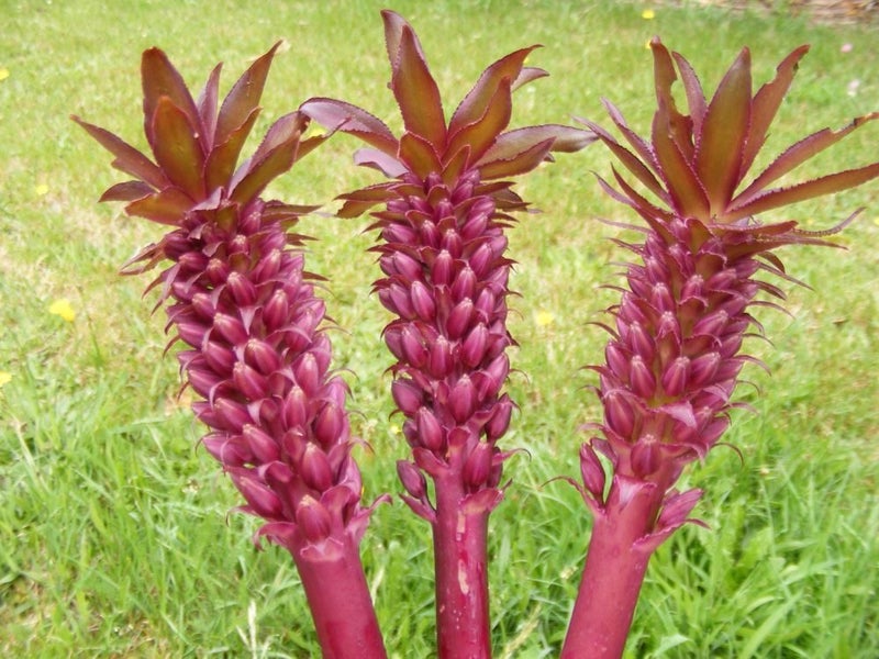 Eucomis Sparkling Burgundy Pineapple lily seeds Carousel 1