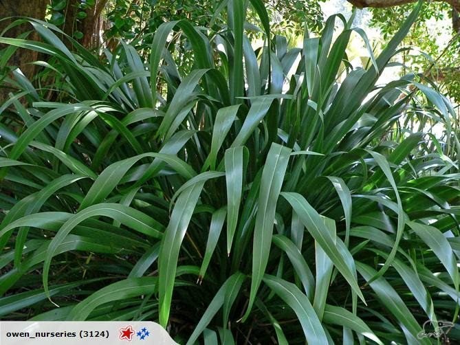 Flax Phormium cookianum native seeds Carousel 1