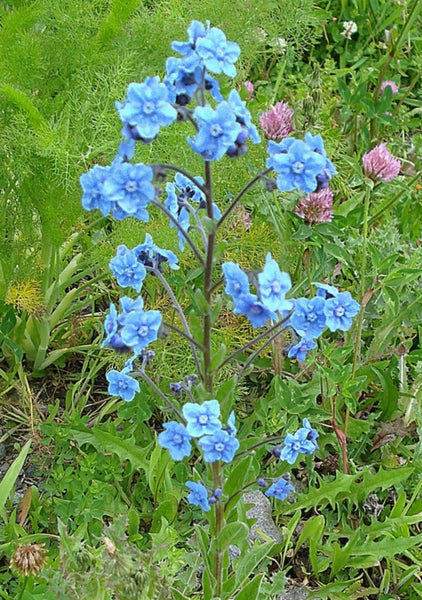 Forget me not blue flowering perennial Cynoglossum seeds Carousel 1