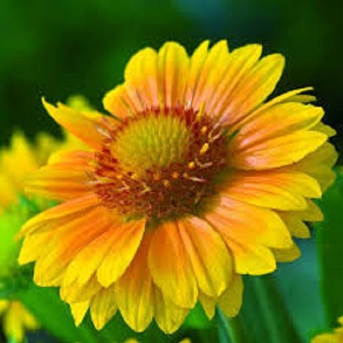 Gloriosa Daisy Gaillardia Arizona apricot seeds Carousel 1