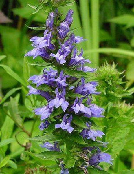 Great blue cardinal flower seeds Lobelia siphilitica blue 80cm-1m tall Carousel 1