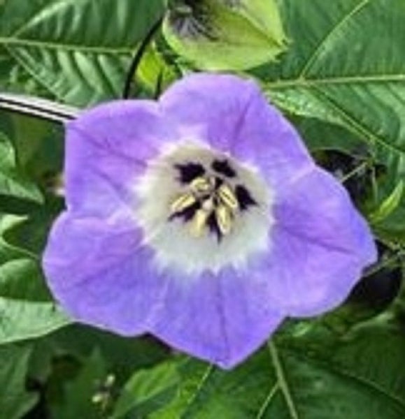 Shoo Fly or Apple of Peru pest control seeds Carousel 1