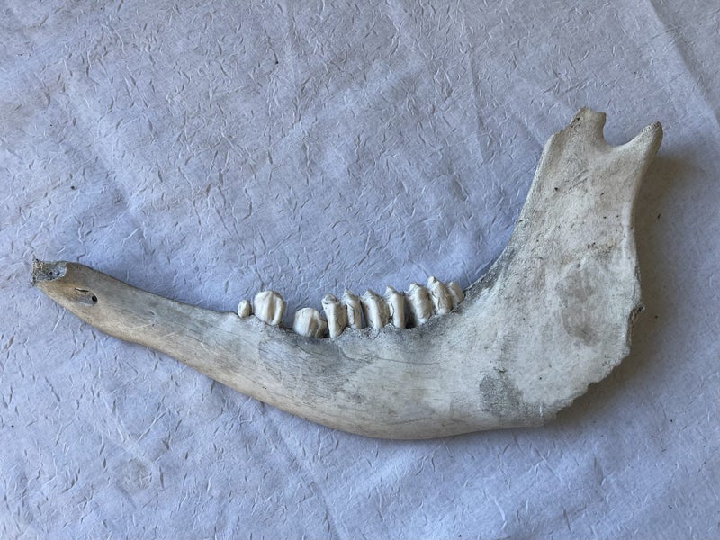 Cow Jaw Bones x2. 38cm long Carousel 1