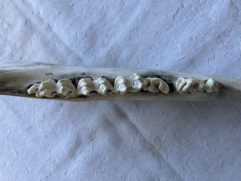Cow Jaw Bones x2. 38cm long Carousel 2