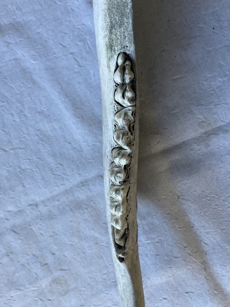 Cow Jaw Bones x2. 38cm long Carousel 6