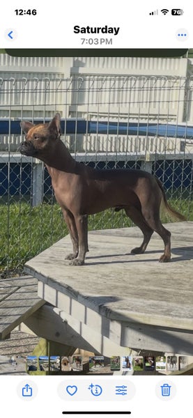 Griffon cross puppies63654998811265114