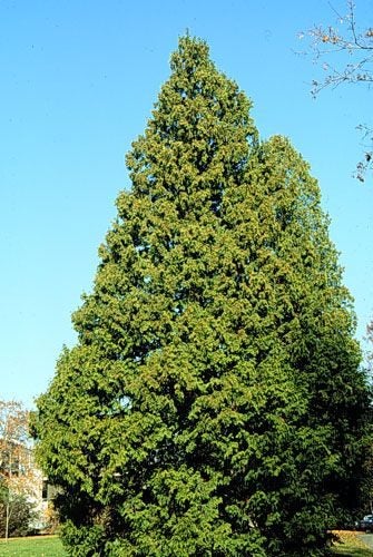 Western red cedar seeds tall specimen or hedging tree about 15 cm tall Carousel 1