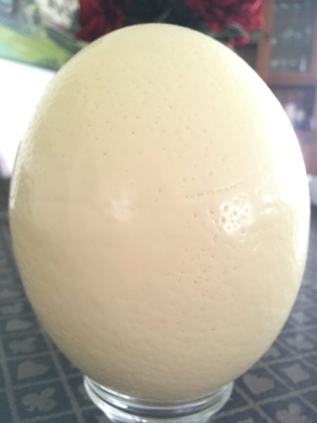 Ten Ostrich Egg Shells Carousel 4