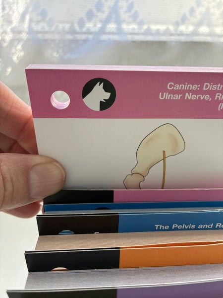 Saunders Veterinary Anatomy Flash Cards - Second Edition Carousel 7