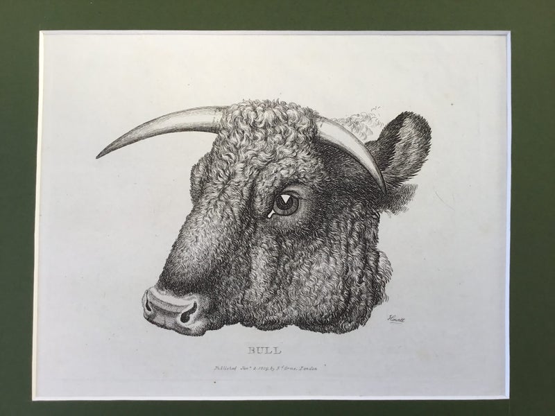 BULL. original " Samuel Howitt " engraving. 1809 Carousel 2