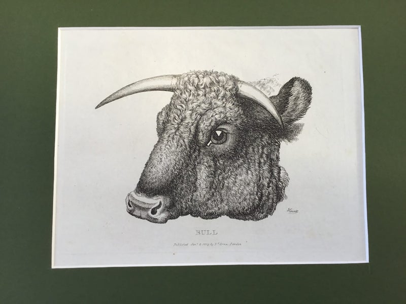 BULL. original " Samuel Howitt " engraving. 1809 Carousel 3