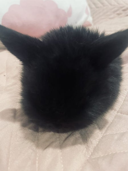 6 Mini Lop Bunnies Carousel 1