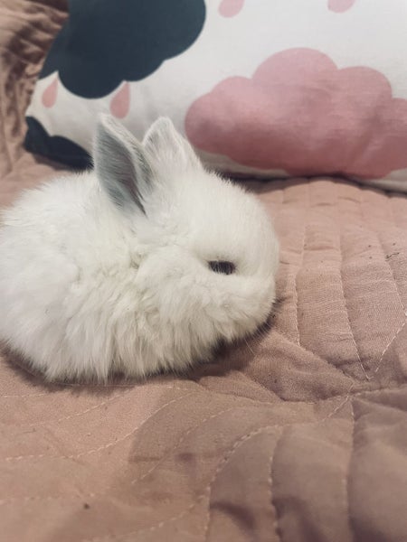 6 Mini Lop Bunnies Carousel 18