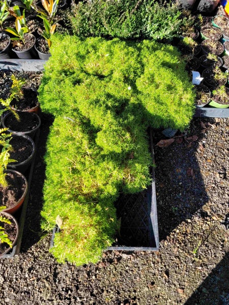 Scleranthus biflorus - native cushions of lush green Carousel 1
