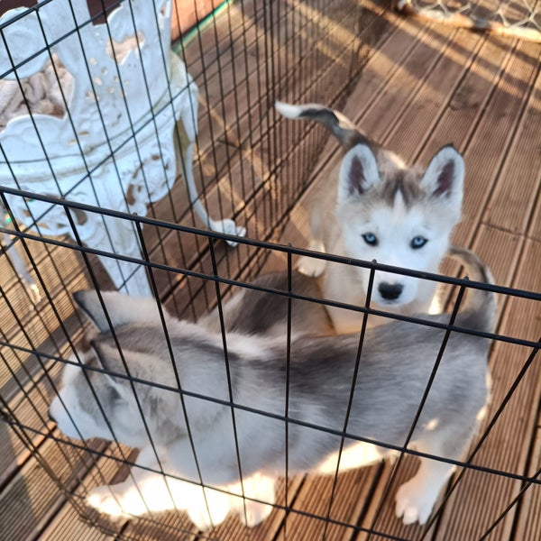 Beautiful Purebred Siberian Husky Puppies Carousel 2